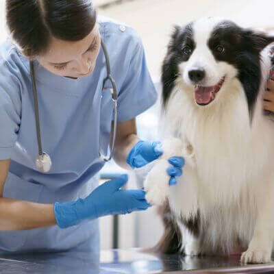 animal-welfare-course animal-welfare-course
