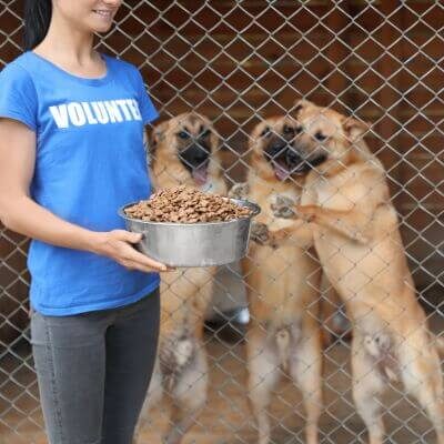 animal-welfare-education animal-welfare-education