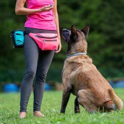 pet-owner-responsibility-course pet-owner-responsibility-course